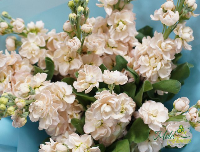 Cream Stock Bouquet photo