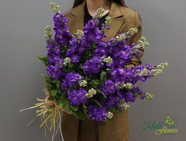 Purple Stock Flower photo