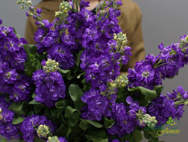 Purple Stock Flower photo