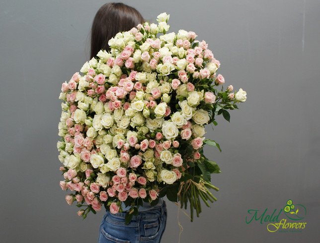 Роза кустовая белая и розовая Фото