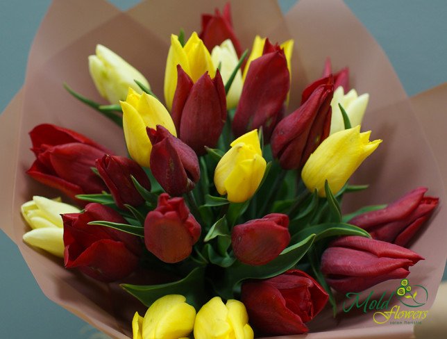 Multicolored Tulips photo