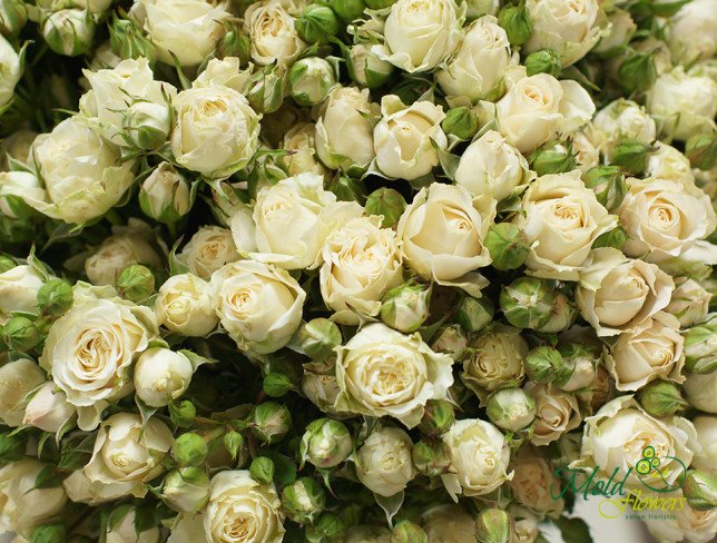 Cream bush rose photo