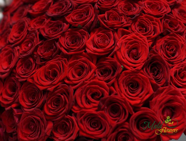 101 Trandafiri roșii olandezi 50-60 cm foto