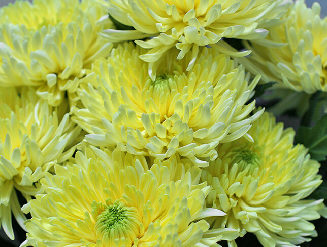 Bouquet of Yellow Ball-shaped Chrysanthemums