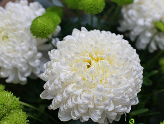 Buchet din crizanteme albe cu verzi foto