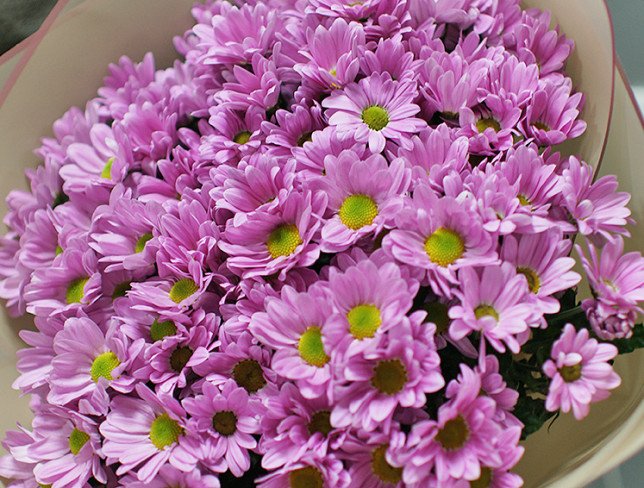Bouquet of Pink Chrysanthemums "Tenderness of the Heart" photo