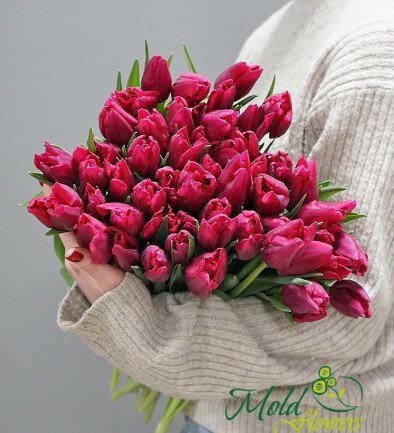 Tulip Fuchsia photo 394x433