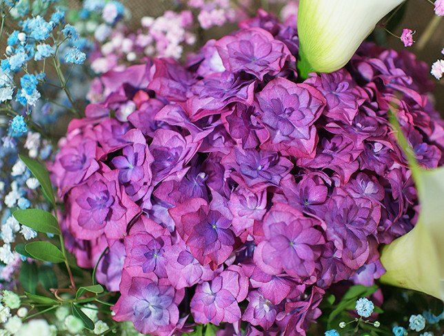 Bouquet with purple hydrangea and white callas photo