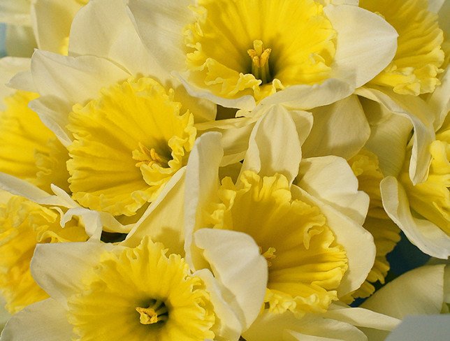 Bouquet of 25 daffodils photo