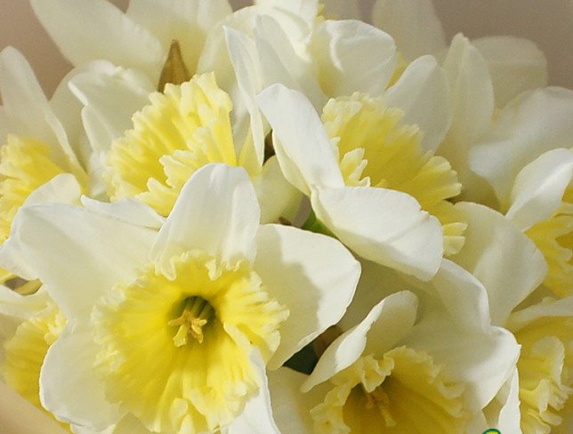 Bouquet of 15 daffodils photo