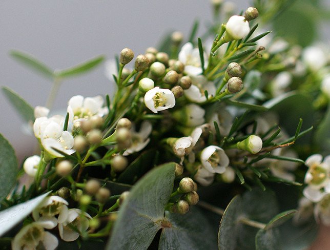 Wreath of waxflower and eucalyptus photo