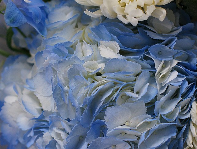 Buchet cu hortensie albastră si delphinium ,,Briza albastră,, foto