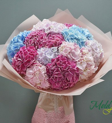 Bouquet of 15 colorful hydrangeas (On order, 10 days) photo 394x433