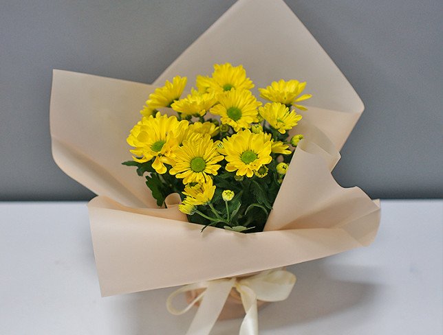 Yellow chrysanthemum in a pot photo