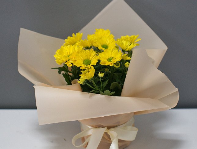Yellow chrysanthemum in a pot photo