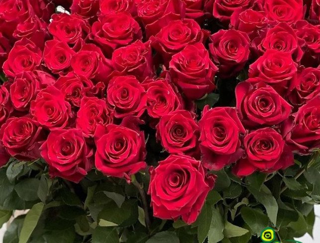 Trandafir roșu 110-120 cm (La comandă, 10 zile) foto