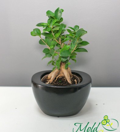 Ficus bonsai foto 394x433