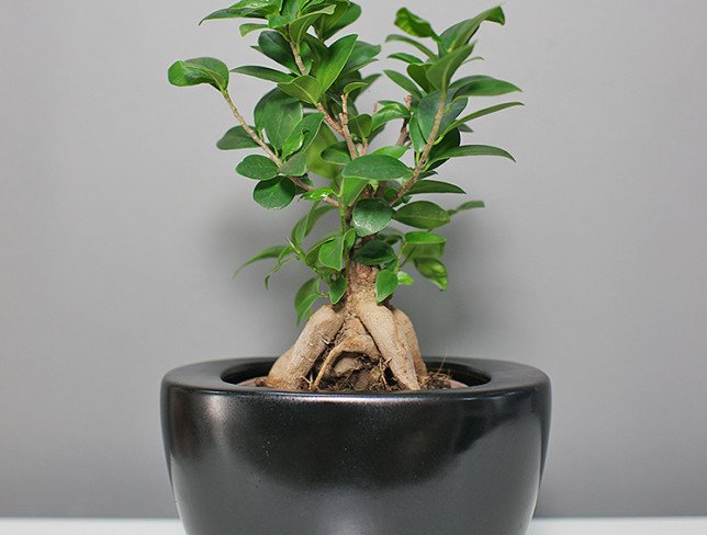 Bonsai Ficus photo