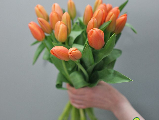 Тюльпан оранжевый молдавский Фото