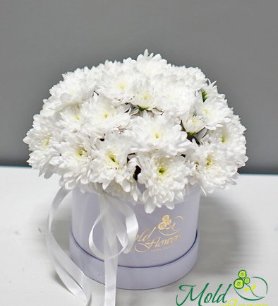 Cutie albă cu crizanteme albe „Puritate și onestitate” foto 394x433