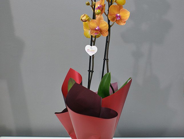 Оранжевая орхидея большая из 2 веток Фото