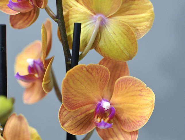 Оранжевая орхидея большая из 2 веток Фото
