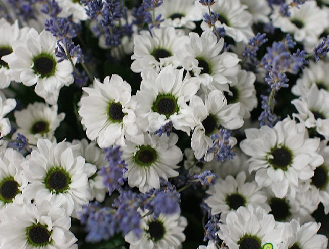 Bouquet of white chrysanthemums and lavender photo