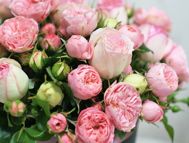 Box of peony pink roses photo