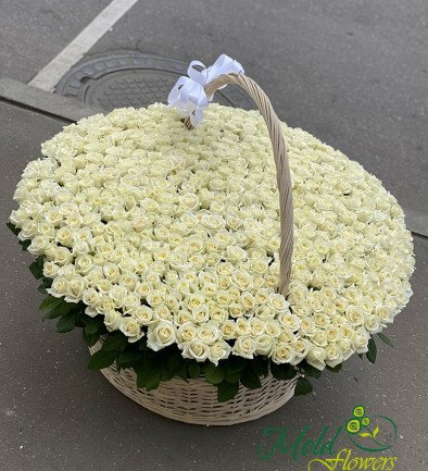 Basket with 501 white roses (to order, 3 days) photo 394x433