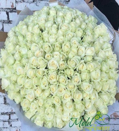 Bouquet of 199 white roses photo 394x433