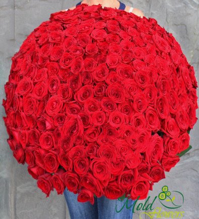 Bouquet of 199 red roses photo 394x433