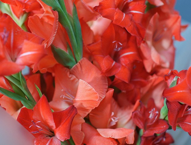 Bouquet of red gladioli photo