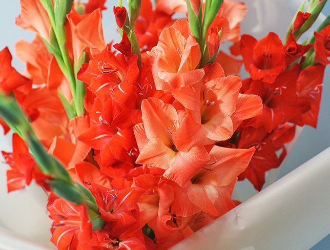 Bouquet of red gladioli photo