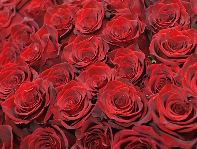 51 Premium Dutch Red Roses 100-110 cm (pre-order 10 DAYS) photo