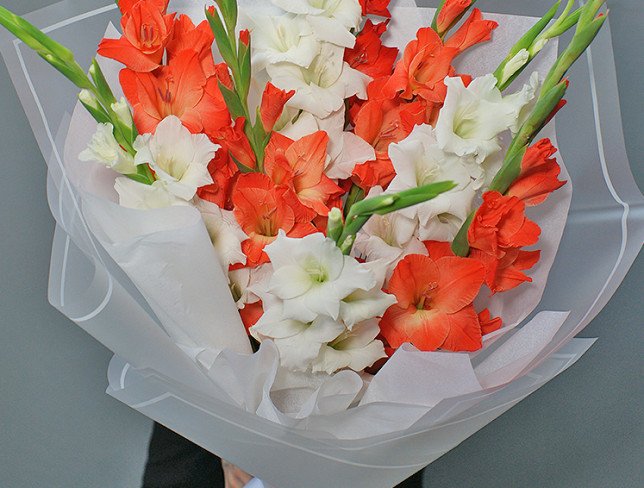 Bouquet of red and white gladioli photo