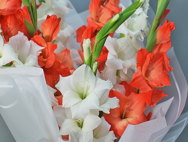 Bouquet of red and white gladioli photo