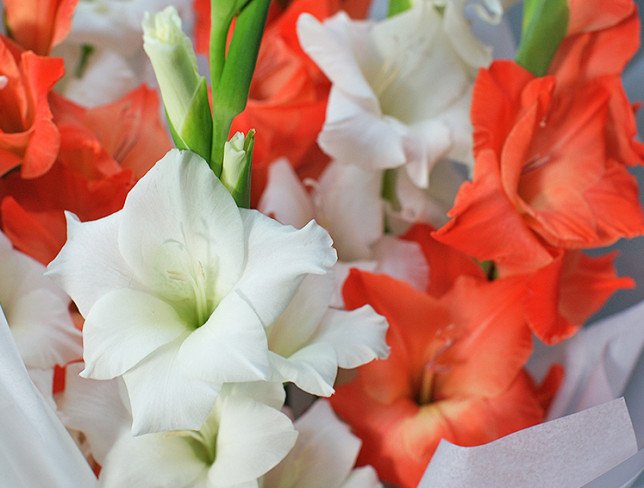 Bouquet of red and white gladioli photo