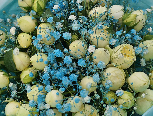 Bouquet of green peony roses and gypsophila photo