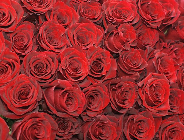 75 Premium Dutch Red Roses 80-90 cm (pre-order, 10 days) photo