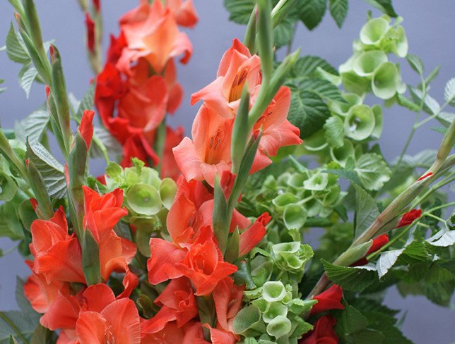 Bouquet of red gladioli "Tropical Sunset" photo