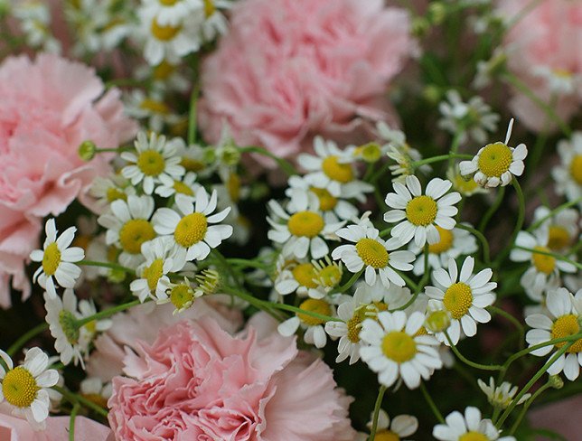 Bouquet of pink carnations and chamomile photo