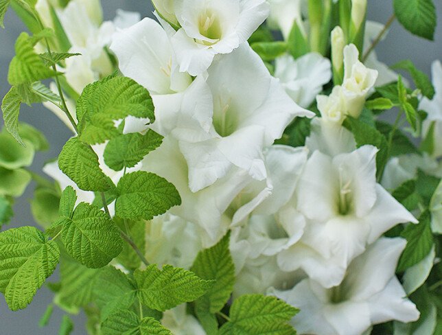 Bouquet of white gladioli and raspberry photo