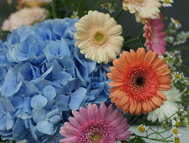 Vase + Bouquet with blue hydrangea and gerberas photo