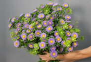 Aster violet — foto 1