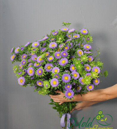 Aster violet foto 394x433