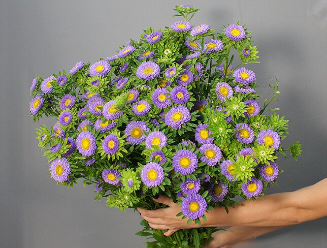 Aster violet foto