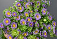 Aster violet — foto 2