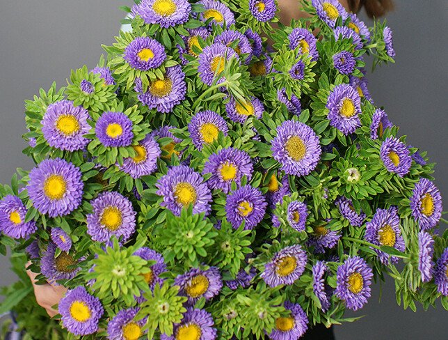 Aster violet foto