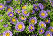 Aster violet — foto 3