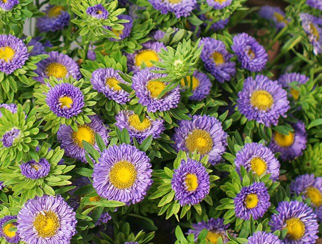 Aster violet foto